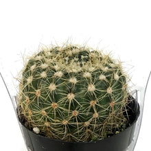 Load image into Gallery viewer, Cactus, 2.5in, Notocactus Elegans
