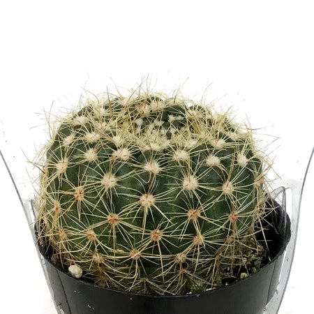 Cactus, 2.5in, Notocactus Elegans