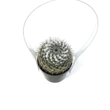 Load image into Gallery viewer, Cactus, 2.5in, Mammillaria Species
