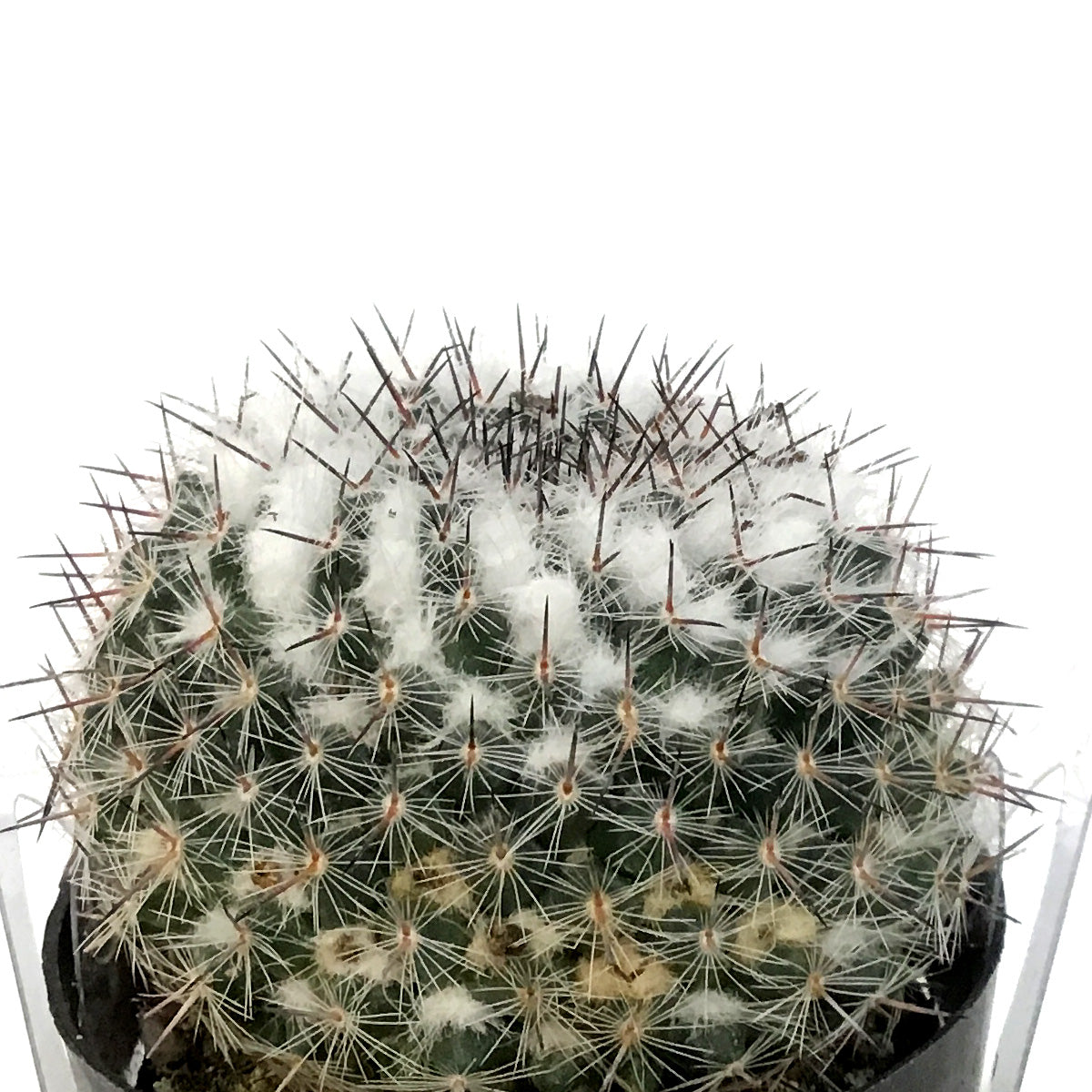 Cactus, 2.5in, Mammillaria Species