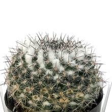 Load image into Gallery viewer, Cactus, 2.5in, Mammillaria Species
