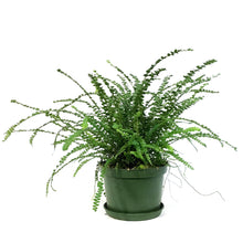Load image into Gallery viewer, Fern, 6in , Lemon Button
