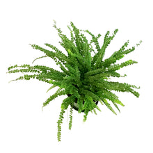 Load image into Gallery viewer, Fern, 6in , Lemon Button
