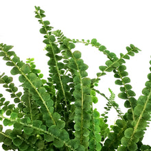 Load image into Gallery viewer, Fern, 6in , Lemon Button

