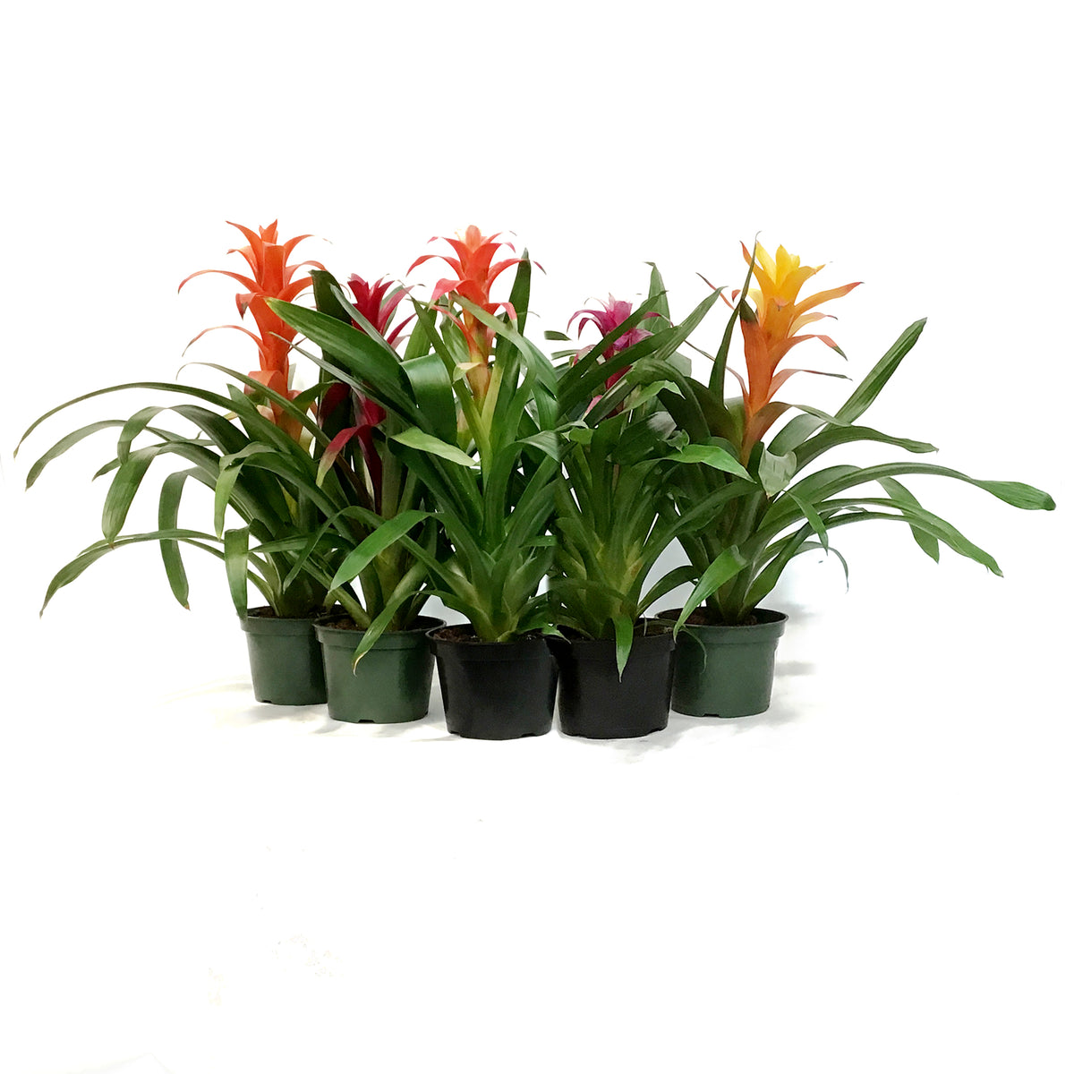 Bromeliad, 6in, Neoregelia