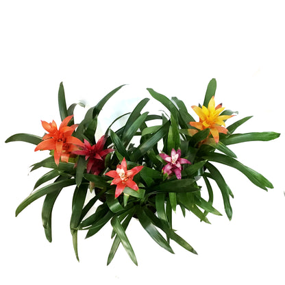 Bromeliad, 6in, Neoregelia