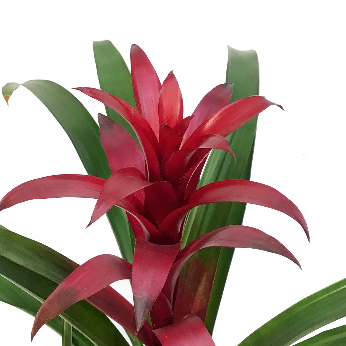 Bromeliad, 6in, Neoregelia