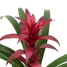 Load image into Gallery viewer, Bromeliad, 6in, Neoregelia
