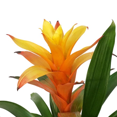 Bromeliad, 6in, Neoregelia