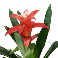 Load image into Gallery viewer, Bromeliad, 6in, Neoregelia
