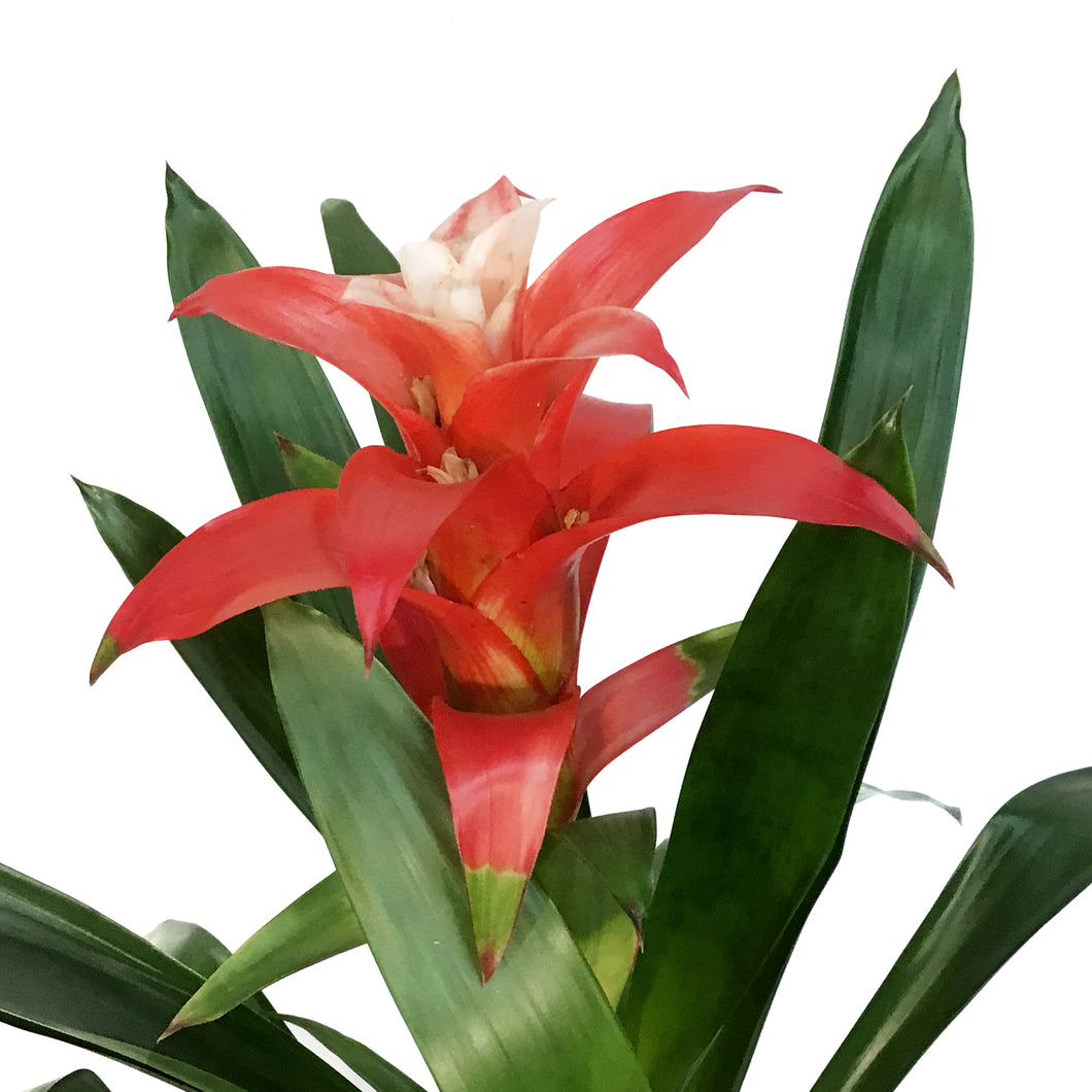 Bromeliad, 6in, Neoregelia
