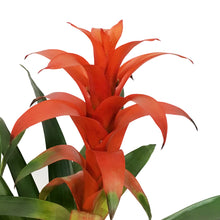 Load image into Gallery viewer, Bromeliad, 6in, Neoregelia
