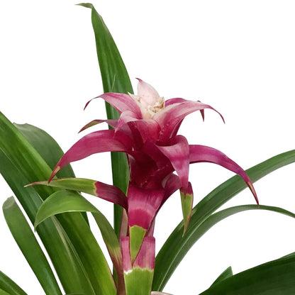 Bromeliad, 6in, Neoregelia