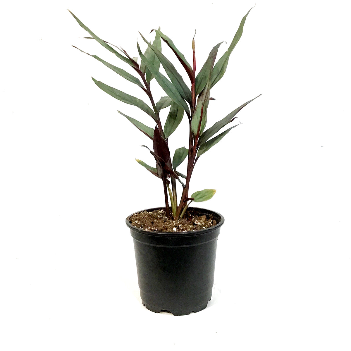 Bamboo, 4in, Red, Ginger