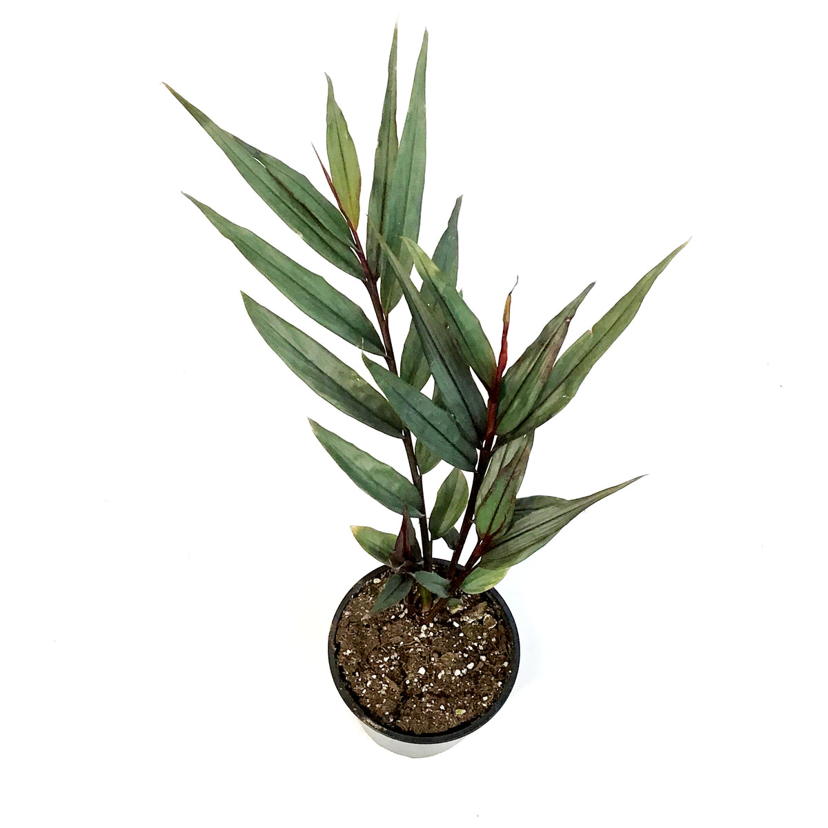 Bamboo, 4in, Red, Ginger