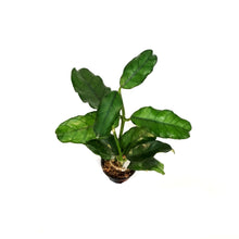 Load image into Gallery viewer, Hoya,2.75in, Villosa
