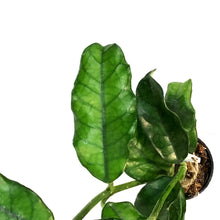 Load image into Gallery viewer, Hoya,2.75in, Villosa
