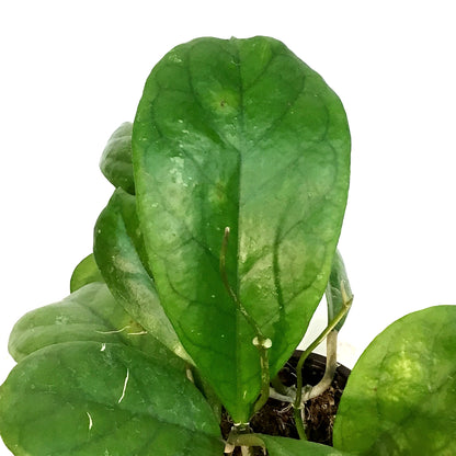 Hoya, 4in, Viola