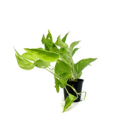 Pothos, 2.75in, Champs Elysees