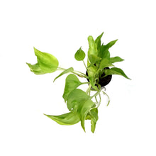 Load image into Gallery viewer, Pothos, 2.75in, Champs Elysees
