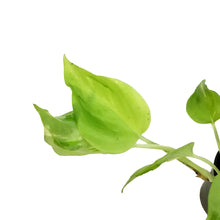 Load image into Gallery viewer, Pothos, 2.75in, Champs Elysees
