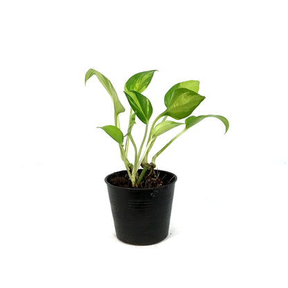 Pothos, 3in, Neon Joy
