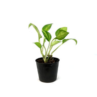 Pothos, 3in, Neon Joy