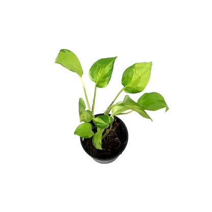 Pothos, 3in, Neon Joy