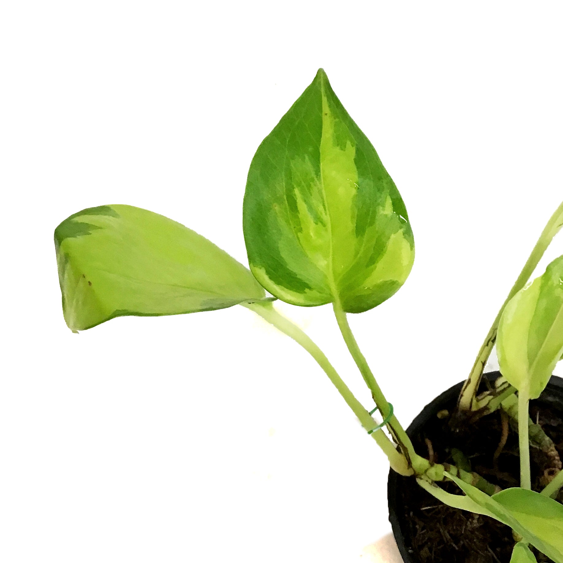 Pothos, 3in, Neon Joy