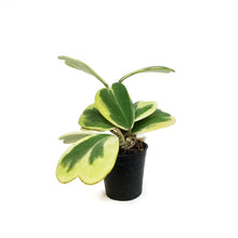Load image into Gallery viewer, Hoya, 3in, Kerrii Hearts Variegated
