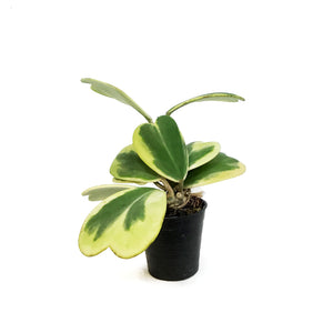 Hoya, 3in, Kerrii Hearts Variegated