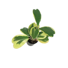 Load image into Gallery viewer, Hoya, 3in, Kerrii Hearts Variegated
