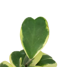 Load image into Gallery viewer, Hoya, 3in, Kerrii Hearts Variegated
