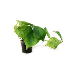 Load image into Gallery viewer, Philodendron, 2in,Hederaceum Varigated
