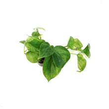 Load image into Gallery viewer, Philodendron, 2in,Hederaceum Varigated
