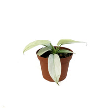 Load image into Gallery viewer, Philodendron, 3in, Florida Ghost
