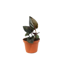 Load image into Gallery viewer, Syngonium, 3in, Red Arrow
