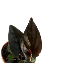 Load image into Gallery viewer, Syngonium, 3in, Red Arrow
