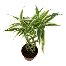 Load image into Gallery viewer, Draceana, 5in, on a Trellis
