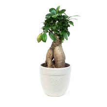 Load image into Gallery viewer, Bonsai, 5in, Ficus Ginseng
