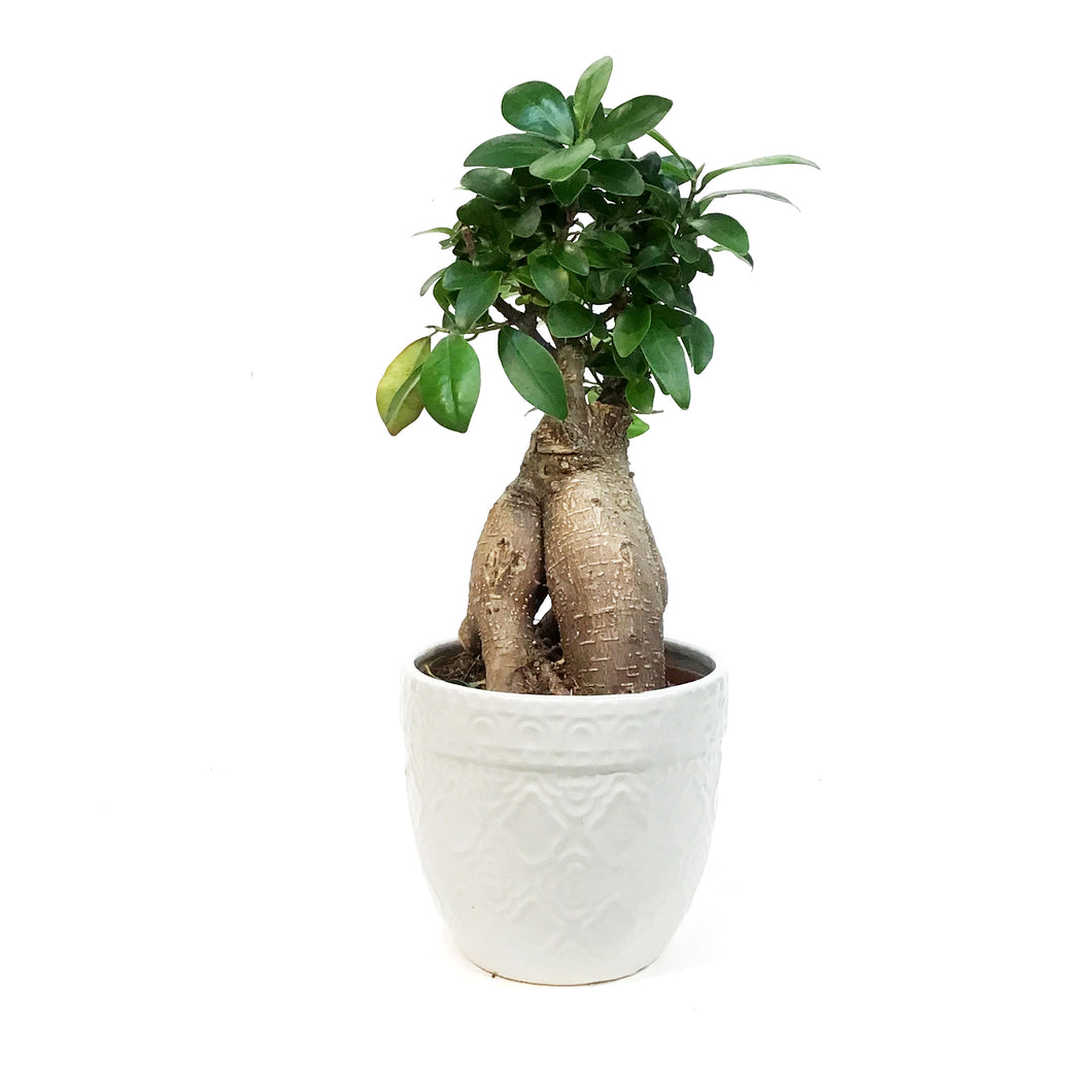 Bonsai, 5in, Ficus Ginseng