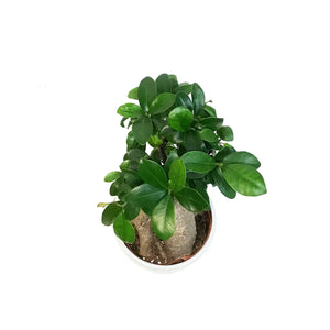 Bonsai, 5in, Ficus Ginseng