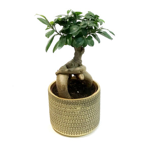 Bonsai, 5in, Ficus Ginseng