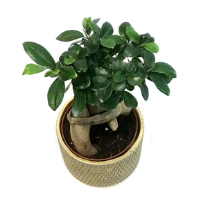 Bonsai, 5in, Ficus Ginseng