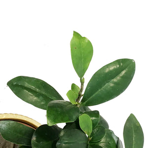 Bonsai, 5in, Ficus Ginseng