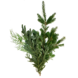 Boughs, Mix (Cedar, Silver Fir, Pine)