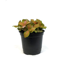 Load image into Gallery viewer, Fittonia, 4in, Nerve Plant Skelton
