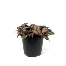 Load image into Gallery viewer, Fittonia, 4in, Nerve Plant Mistral
