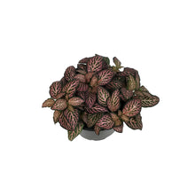 Load image into Gallery viewer, Fittonia, 4in, Nerve Plant Mistral
