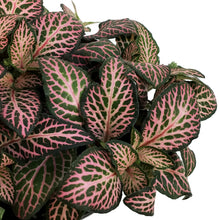 Load image into Gallery viewer, Fittonia, 4in, Nerve Plant Mistral
